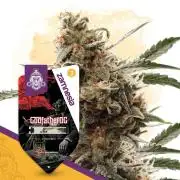 Godfather OG Auto Zamnesia