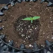 Euphoria Royal Queen Seeds