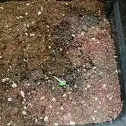 Mangosteen Glitch Auto