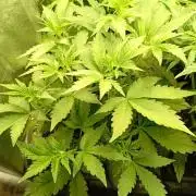 Purple Lemonade Auto RF3 Fastbuds