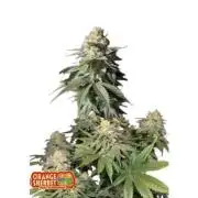 Orange Sherbet FF Fastbuds