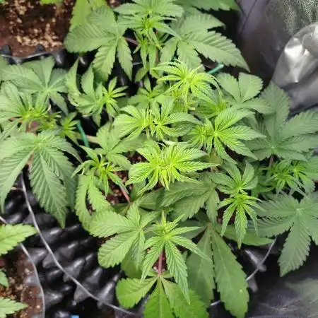 Green Gelato Auto RQS
