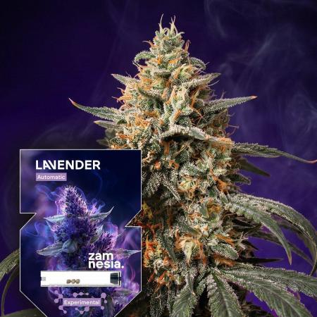Linalool Grow - Lavender Auto Zamnesia