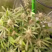 Gelato 44 Tyson 2.0 x RQS