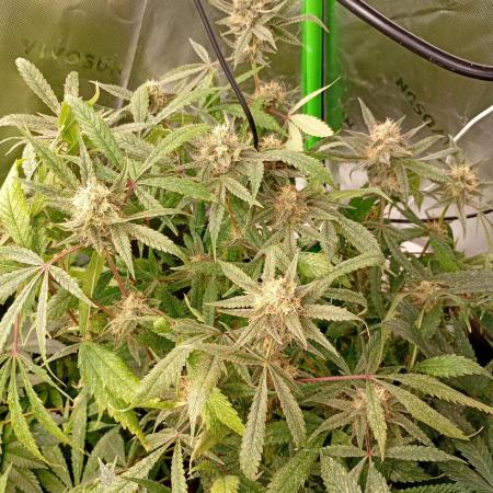 Gelato 44 Tyson 2.0 x RQS