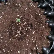 Purplematic CBD Royal Queen Seeds