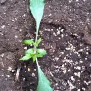 Sticky Broccoli Auto ZMA Eternity Cup'26