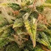Grape Pop Rocks Auto Anesia Seeds