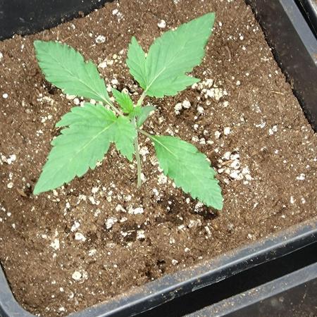 Gelato 44 Tyson 2.0 x RQS