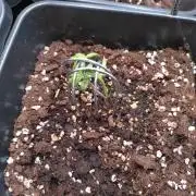 Strawberry Cheesecake Auto Barneys Farm