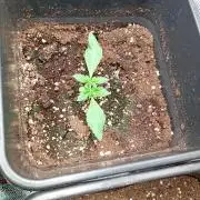 Mango Frost Auto Fastbuds