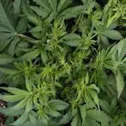 Strawberry Cheesecake Auto Barneys Farm