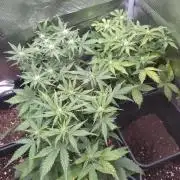 Grape Pop Rocks Auto Anesia Seeds