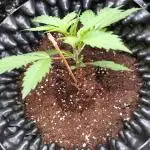 Green Gelato Auto RQS