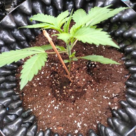 Green Gelato Auto RQS