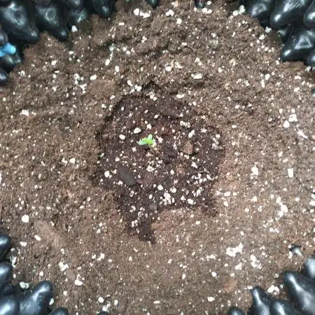 Guava Auto Fastbuds