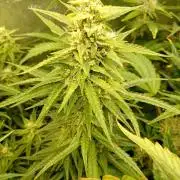 Apple Strudel Auto Fastbuds