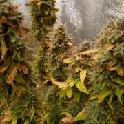 Gelonade Auto Zamnesia