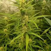 Apple Strudel Auto Fastbuds