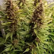 Purple Lemonade Auto RF3 Fastbuds