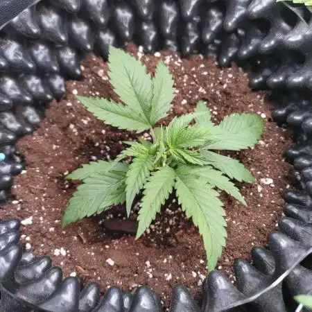 Guava Auto Fastbuds