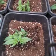 Cinderella Auto Fastbuds