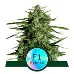Titan F1 RQS
