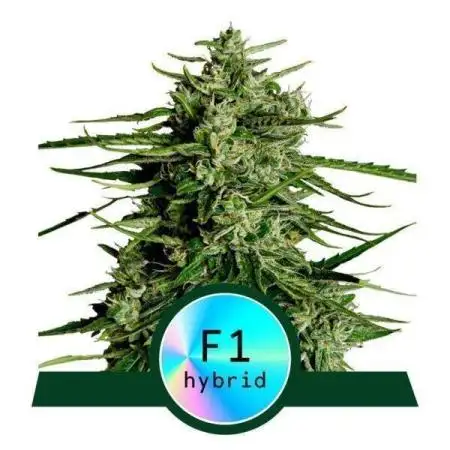 Titan F1 RQS