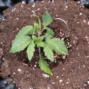 Sticky Broccoli Auto ZMA Eternity Cup'26