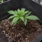 Pink Runtz Auto RQS