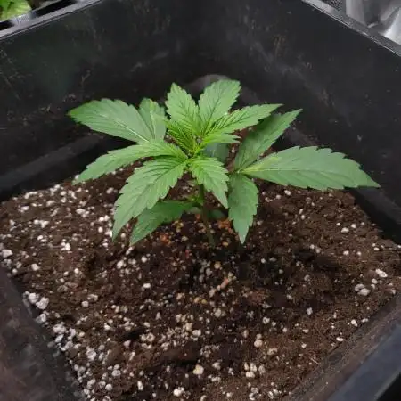 Pink Runtz Auto RQS