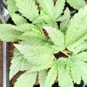 Banana Frost Auto Fastbuds