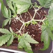 Space Cookies Auto Delicious Seeds