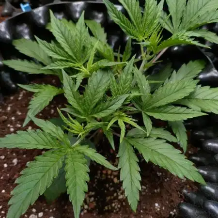 Guava Auto Fastbuds