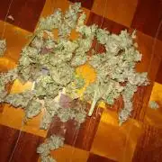 Lemonpaya Pheno #1 Fastbuds