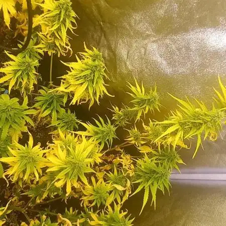 Grandmommy Purple Auto Herbiesseeds