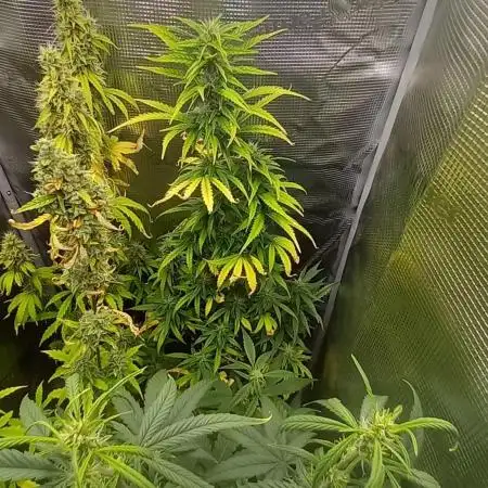 Wedding Cake Auto Barneys Farm