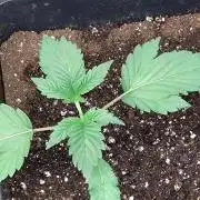 Gelato 44 Tyson 2.0 x RQS