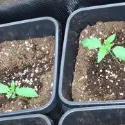 Lemon Cherry Gelato Barneys Farm