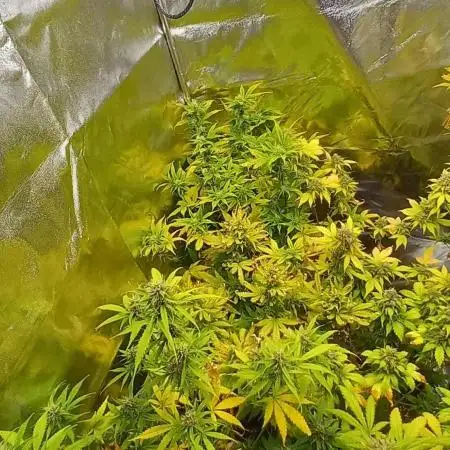 Apple Betty Auto Herbiesseeds