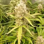 Space Cookies Auto Delicious Seeds