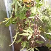 Sweet ZZ Auto Royal Queen Seeds