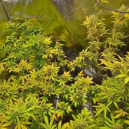 Cookies Kush Auto Barneys Farm