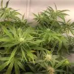 Cookies Gelato Auto RQS