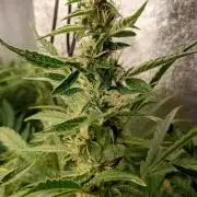 Green Gelato Auto RQS