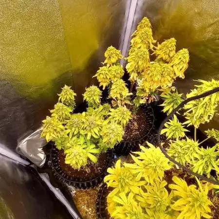 Gelato #33 Auto Advanced Seeds