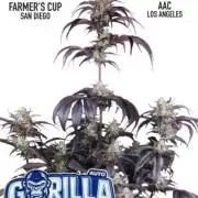 Strawberry Gorilla Auto RF3 Fastbuds