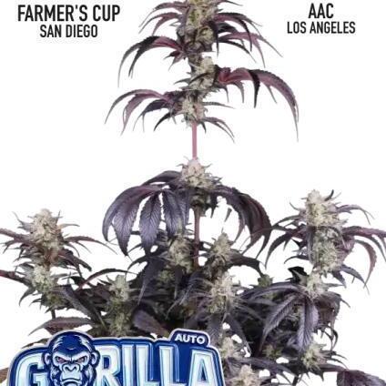 Strawberry Gorilla Auto RF3 Fastbuds