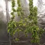 Wedding Cake Auto Barneys Farm