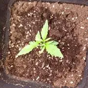 Mango Cherry Runtz Fastbuds